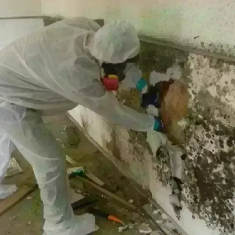 Best Mold Remediation and Removal Service in Burlington, ND